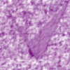 purple11.gif